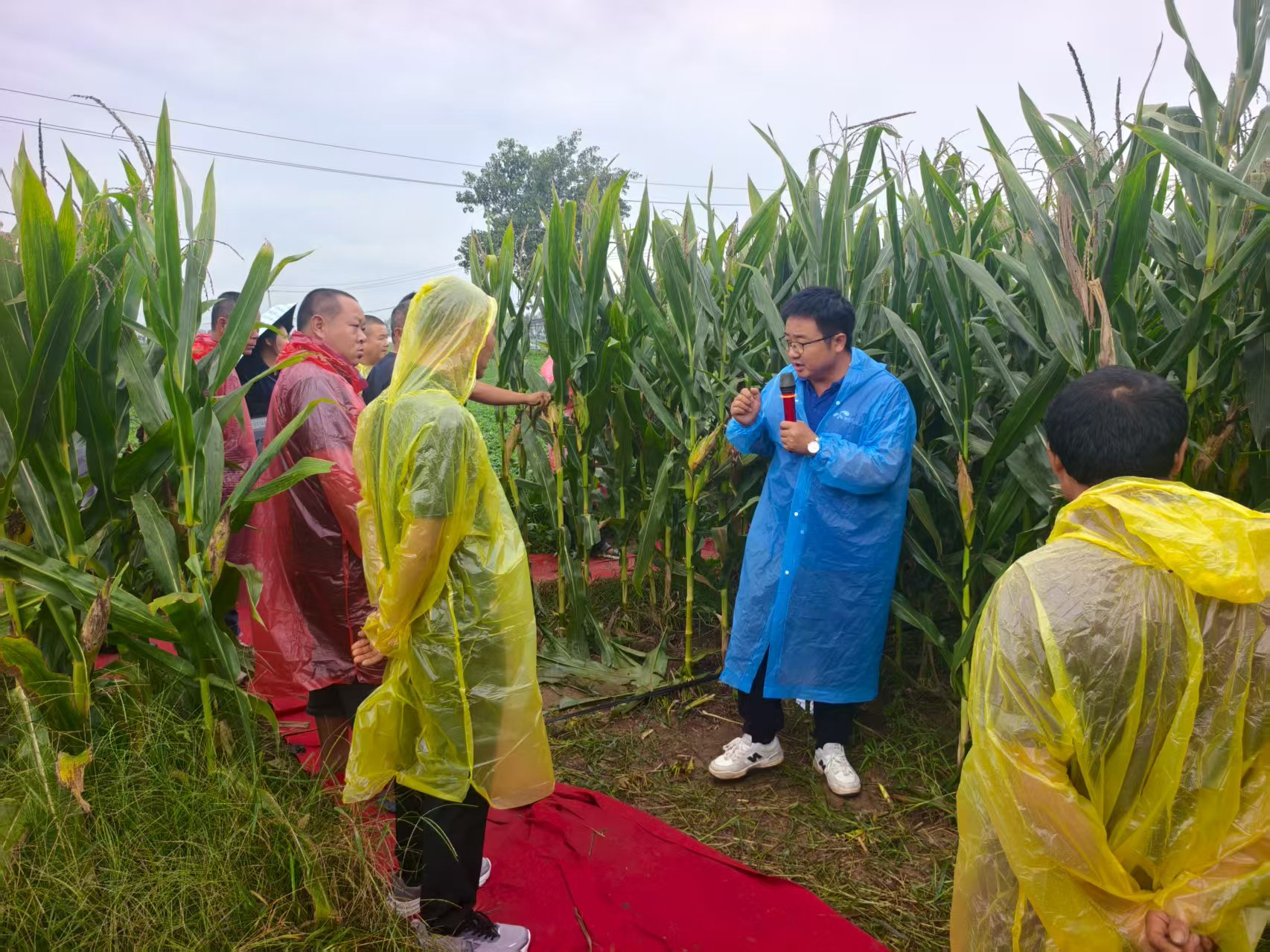 数字化助力平顶山玉米单产提升 爱科农现场观摩会圆满举行